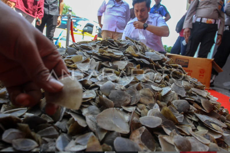 Polda Riau gagalkan perdagangan sisik Trenggiling