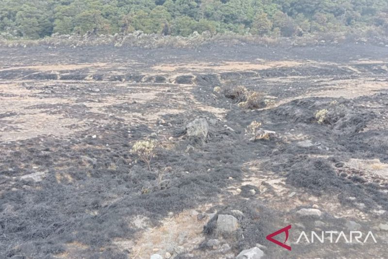 Padang bunga di Gunung Gede Pangrango direhabilitasi awal musim hujan