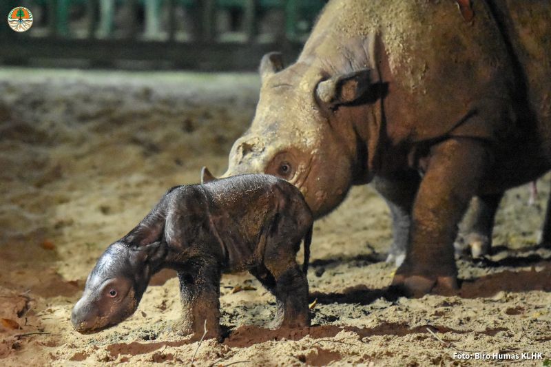 Seekor badak sumatera jenis betina lahir di Taman Nasional Way Kambas