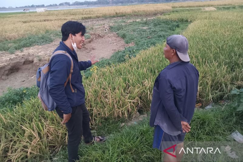 Warga Cirebon manfaatkan lahan kering Waduk Setupatok untuk bercocok tanam