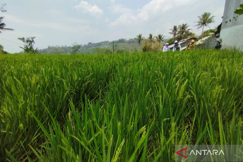 Pemprov Jabar bantu biaya sertifikasi pertanian organik untuk petani di Garut