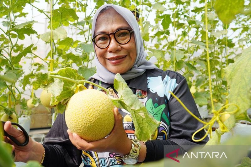 Agro eduwisata kebun melon Cimahpar Bogor fasilitasi pembeli petik buah sendiri