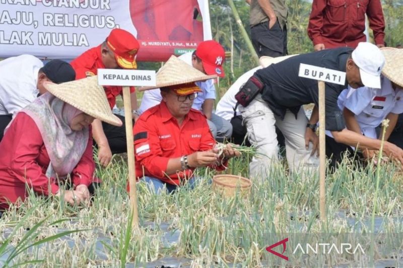 Pemkab Cianjur tambah lahan pertanian bawang merah