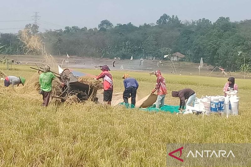 Sawah 20 hektare di Bojongmangu Bekasi panen di tengah kekeringan