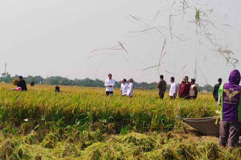 Sektor pertanian di Indramayu tetap produktif pada musim kemarau
