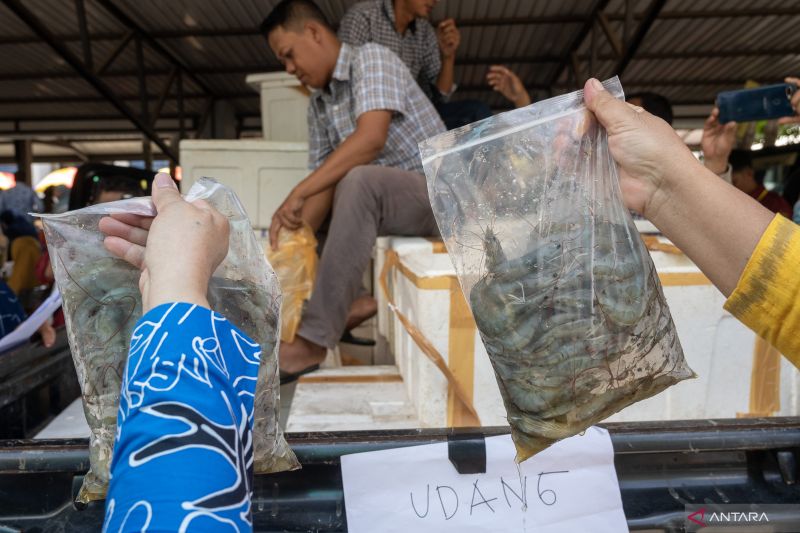 Kemarin, produksi udang  sampai investasi asing di IKN