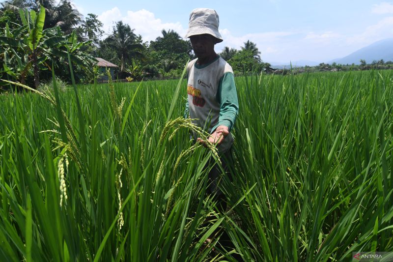 Budidaya Padi organik binaan PT Vale di Morowali