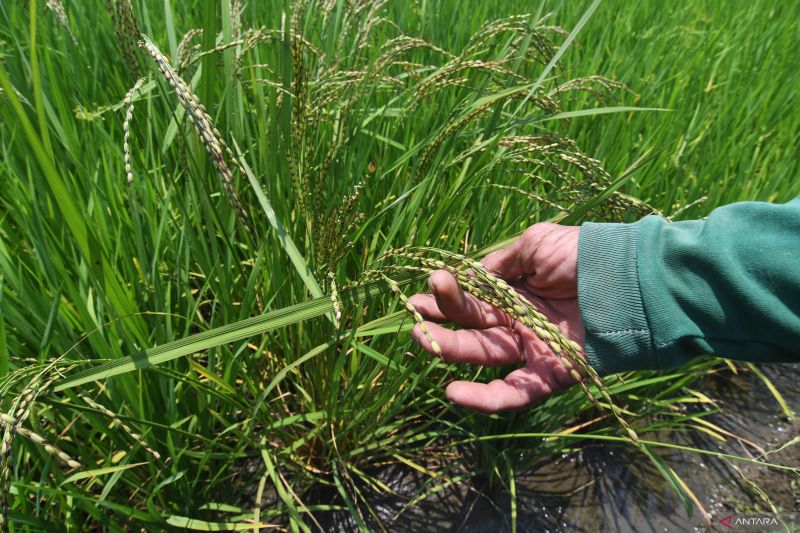 Budidaya Padi organik binaan PT Vale di Morowali