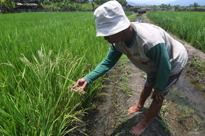 Budidaya Padi organik binaan PT Vale di Morowali