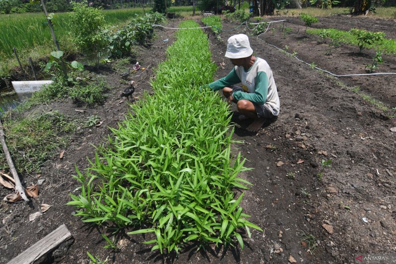Budidaya Sayur Organik Binaan PT Vale Indonesia