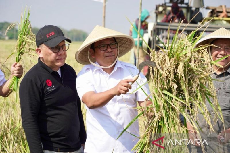 Plt. Mentan kejar target produksi dengan panen padi genjah 65 hari di Subang