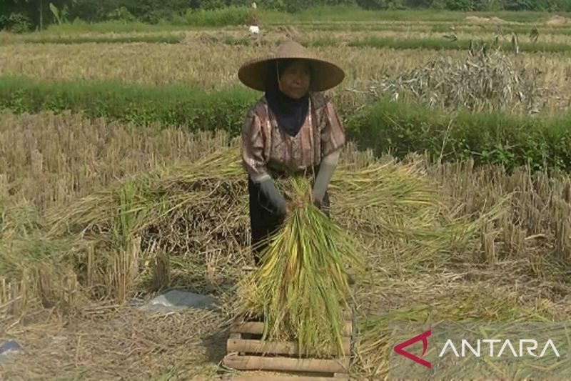 Lahan pertanian di Sukabumi gagal panen capai 41,85 ha
