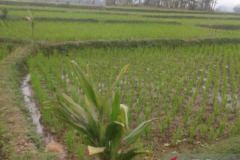Kota Sukabumi minta petani percepat olah tanah untuk tanam kembali