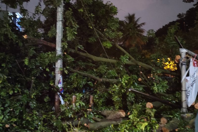 Angin kencang sebabkan pohon tumbang dan rumah rusak di Bogor
