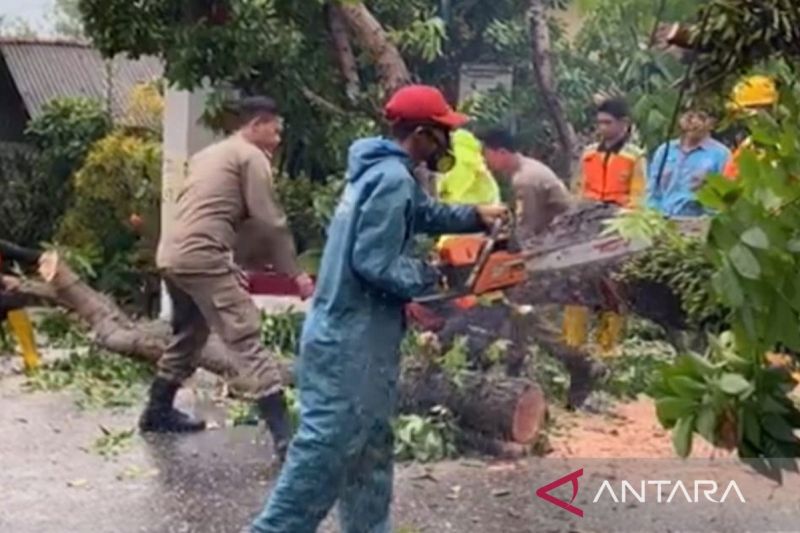Pohon tumbang menimpa pengendara motor di Cariu Bogor