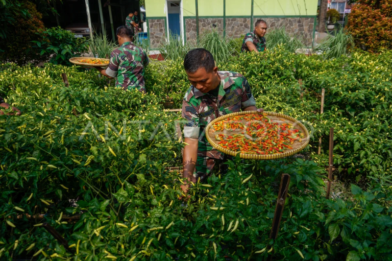 Anggota TNI panen cabai rawit