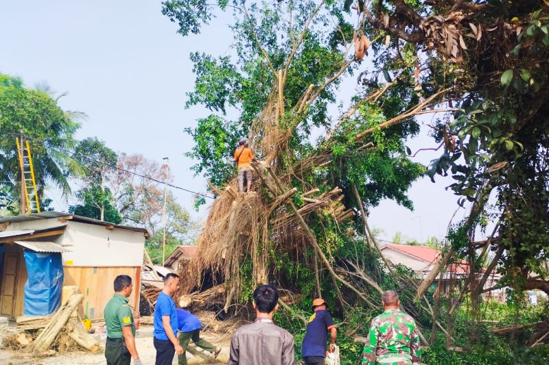 Jalan Raya Rangkasbitung - Bogor tertutup akibat pohon tumbang