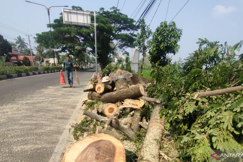 DLH Cianjur pangkas 182 pohon rawan tumbang seiring musim hujan