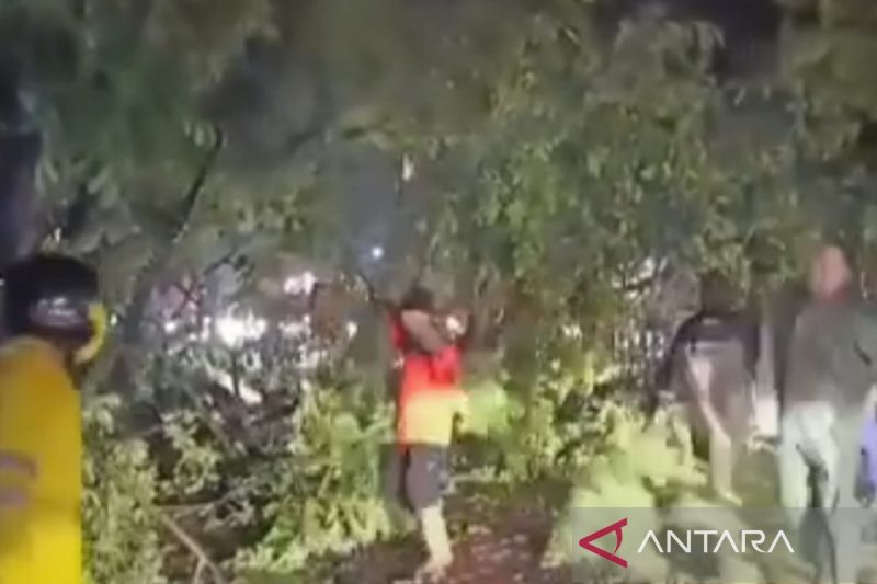 Jalan Cianjur menuju Bandung terputus akibat pohon tumbang