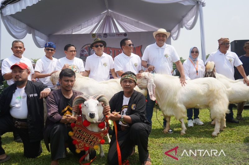 Menteri Koperasi-UMKM apresiasi Festival Ternak Domba Kambing di Cibinong