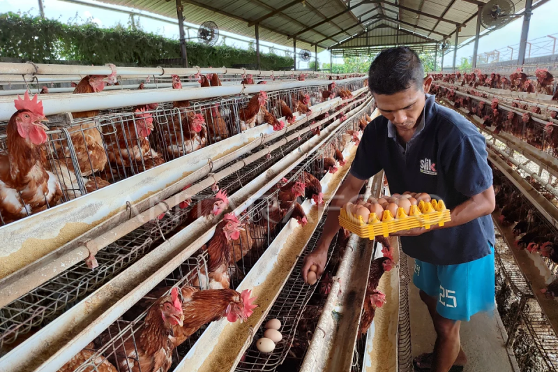 Cuaca ekstrem pengaruhi produksi telur ayam di Jombang