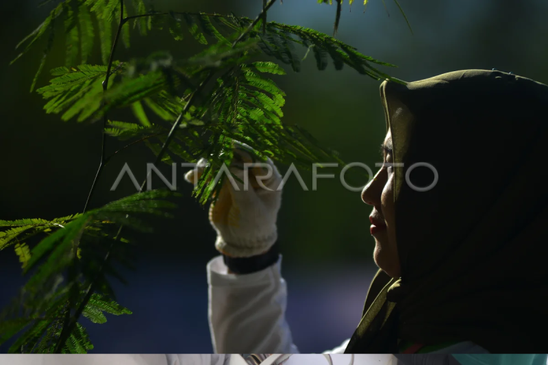 Penanaman 2.000 bibit pohon kaliandra di Padang