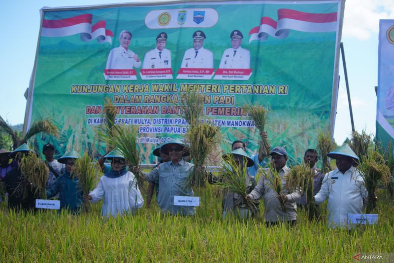 Wamentan: Manokwari terus bergerak jadi lumbung ketahanan pangan