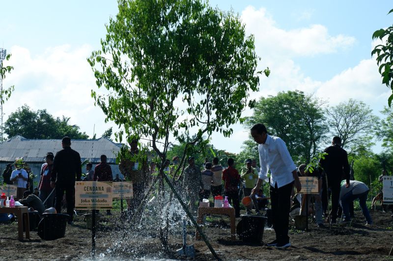 Presiden Jokowi ajak masyarakat lestarikan Pohon Cendana di NTT