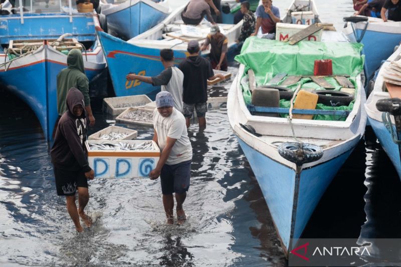 Harga ikan di Kendari turun