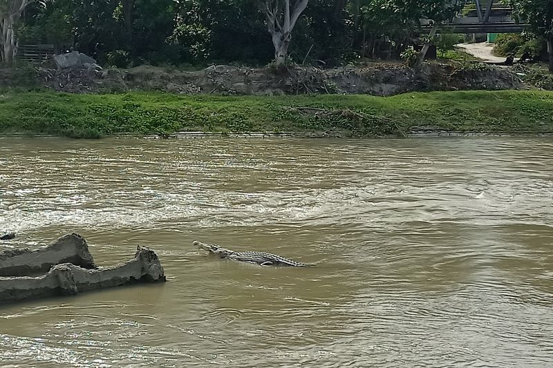 Buaya liar jadi objek tontonan warga di Sungai Jembatan II Kota Palu