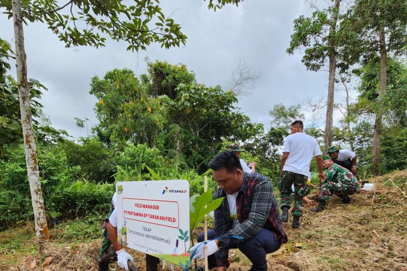 Pertamina EP Tarakan Tanam Ratusan Pohon Terap Yang Terancam Punah ...