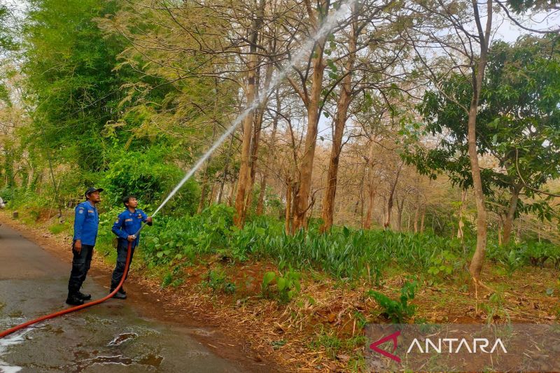 Damkar Cirebon semprotkan deterjen atasi serangan hama ulat bulu