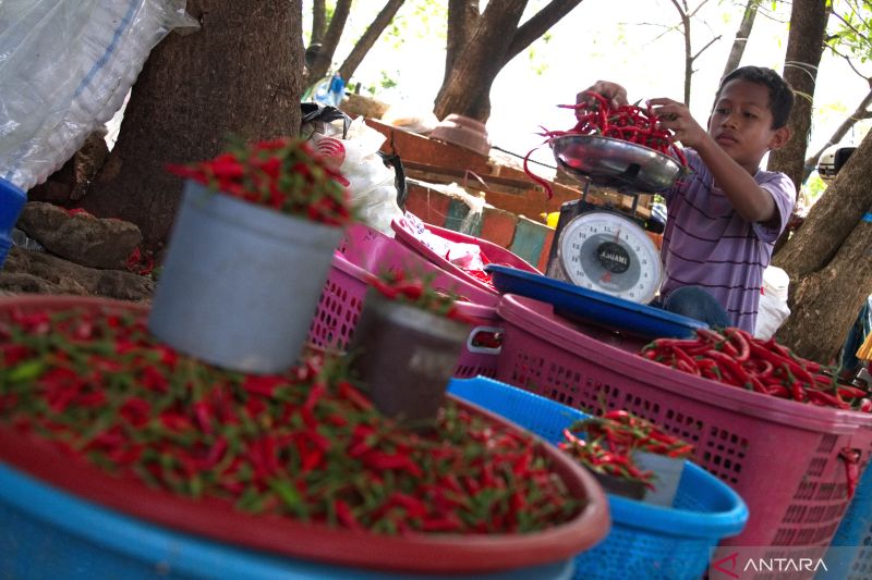 Harga cabai di Baubau naik drastis