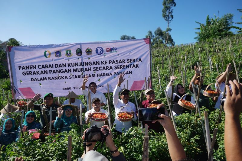 Panen raya cabai di Garut bisa turunkan harga di pasaran