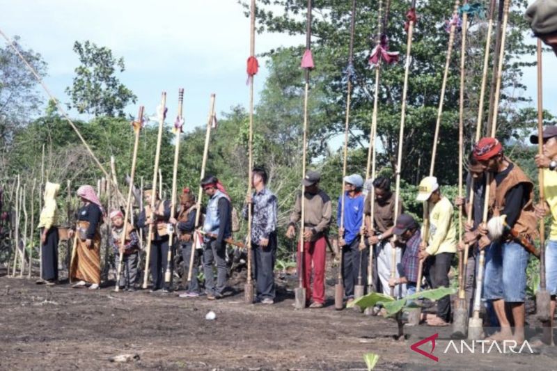 Tapin Kalsel Lestarikan "Manugal Banih Patawungan" Dayak Meratus ...