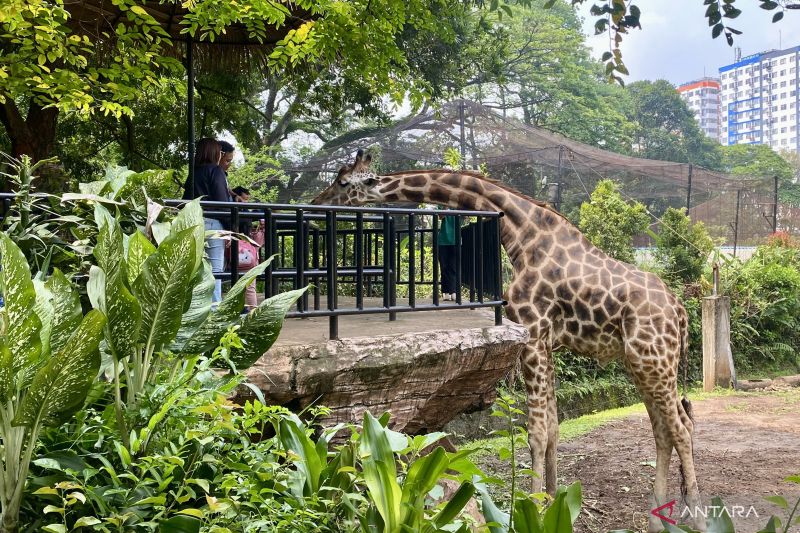 2.000 wisatawan kunjungi Bandung Zoo per hari saat libur Natal