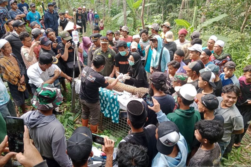 Macan tutul masuk jebakan babi hutan di Kampung Cikalaces