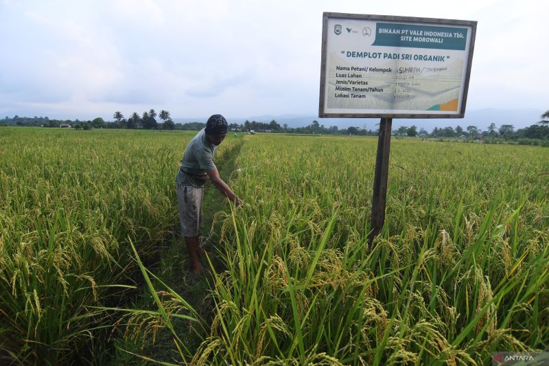 Budidaya Padi Organik Binaan PT Vale Indonesia