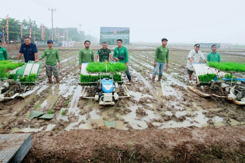 Pangkostrad bersama Pemkab Subang lakukan penanaman padi