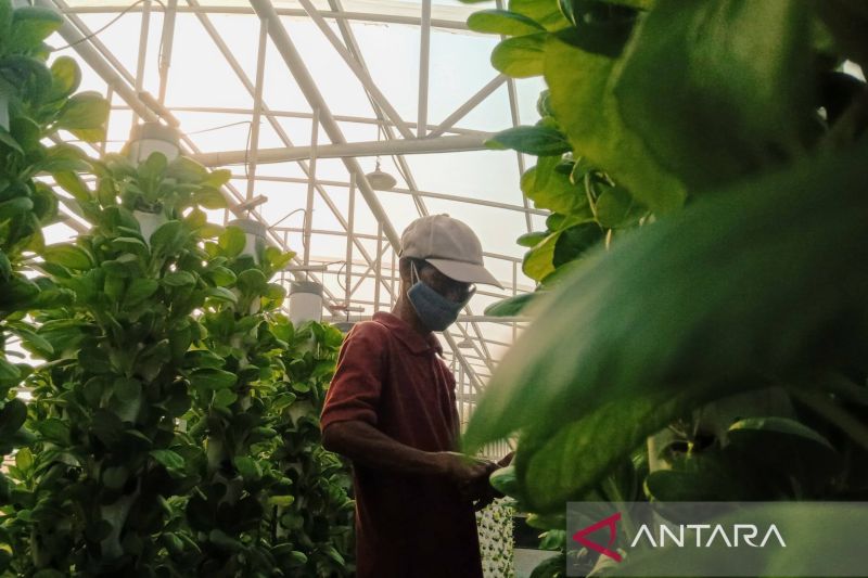Kota Cirebon fokus kembangkan usaha pertanian perkotaan