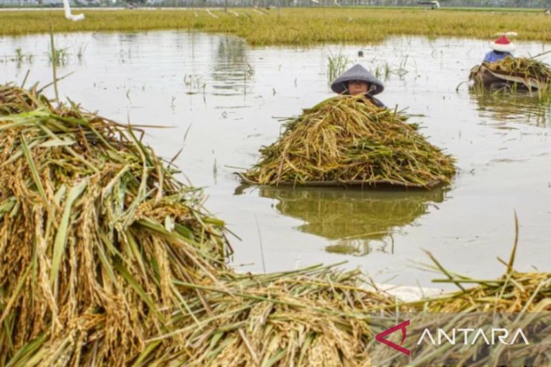Puluhan hektare lahan sawah di Karawang terendam banjir