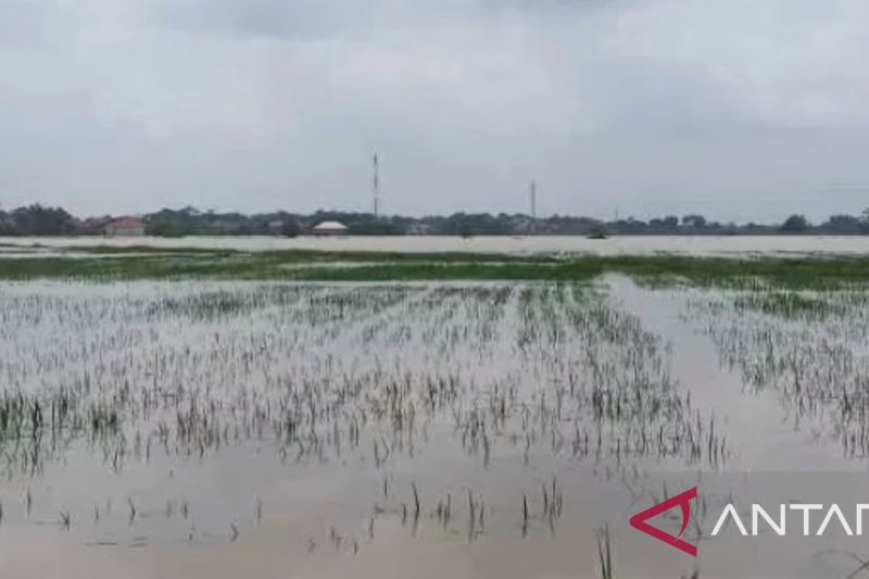 Petani Karawang bisa ajukan asuransi atas sawah terendam banjir