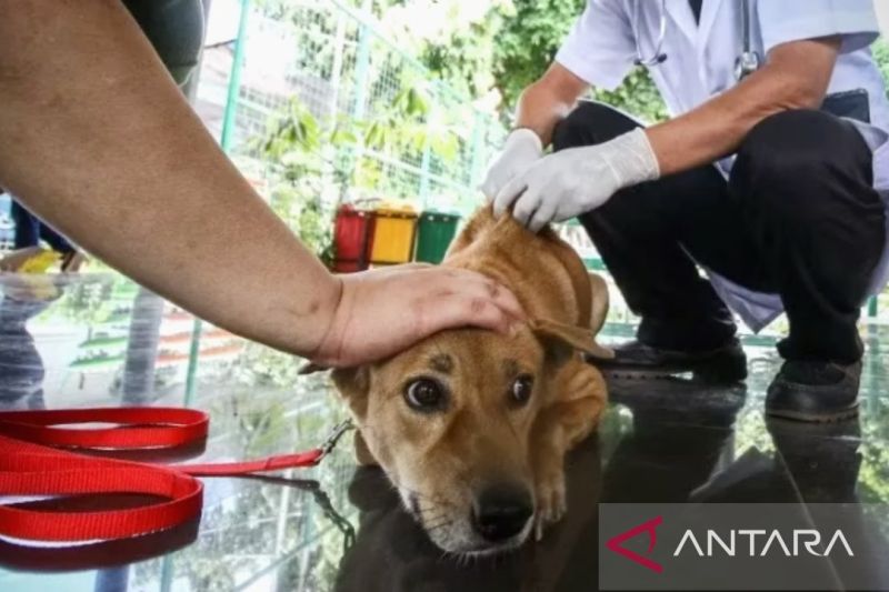 Subang antisipasi praktik perdagangan anjing untuk dikonsumsi