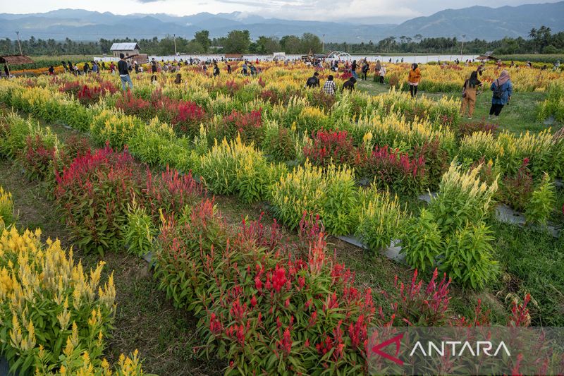 Libur tahun baru di taman bunga