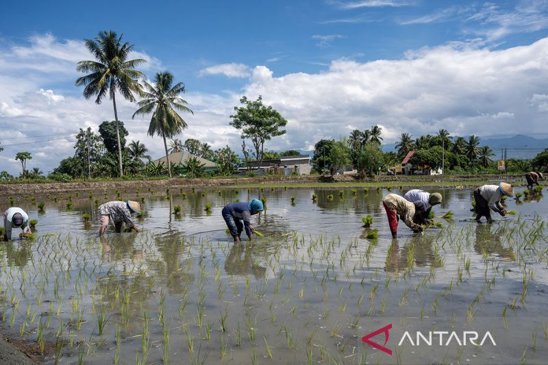 Percepatan tanam padi di Sigi