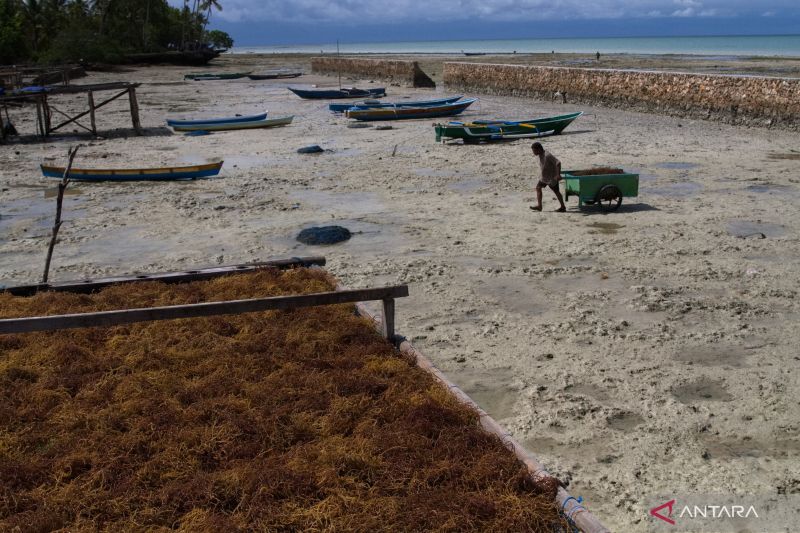 Produksi Naik Harga Rumput Laut Turun