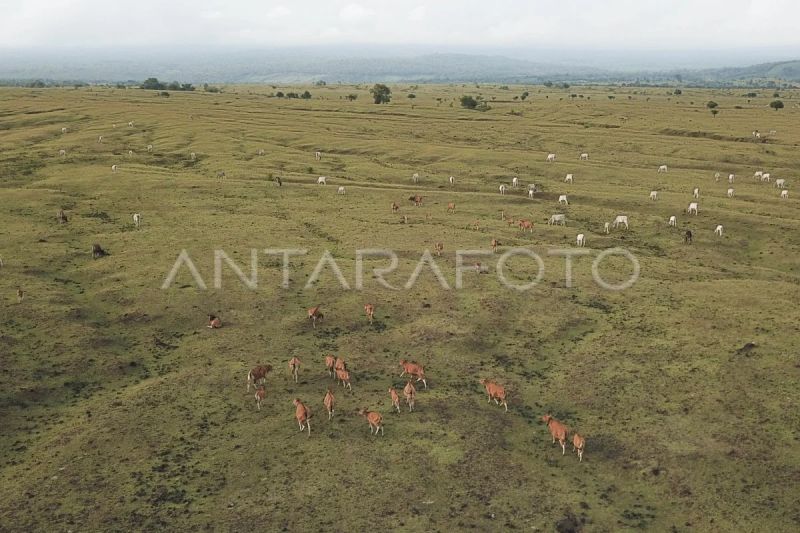 SAVANA DORO NCANGA