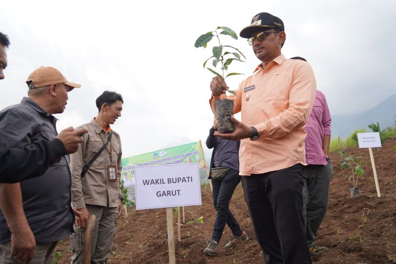 Tingkatkan produksi, Pemkab Garut tanam 770 ribu pohon kopi