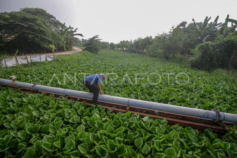 Sungai Prasung dipenuhi enceng gondok