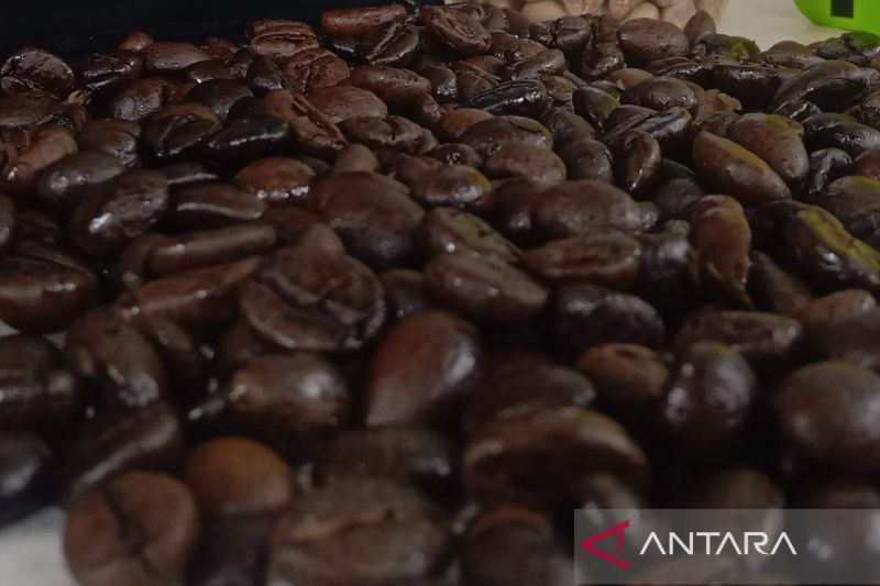 Areal penghasil kopi robusta di Kuningan meningkat pada 2023